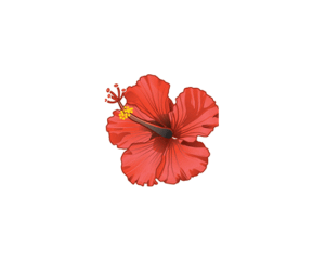 Infusion Fleurs hibiscus